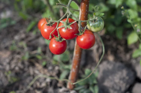 Cherry tomatoes — Stock Photo, Image