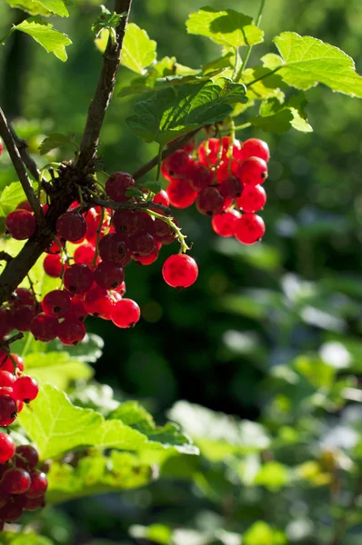 Coacăze roșii în grădină — Fotografie, imagine de stoc
