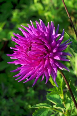 pembe krizantem