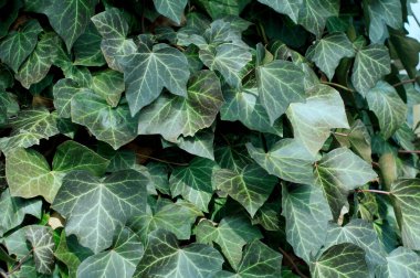 Arkaplan gibi kıvırcık yeşil yapraklar