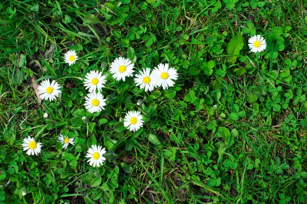 Yeşil çimenlerin üzerinde beyaz papatyalar