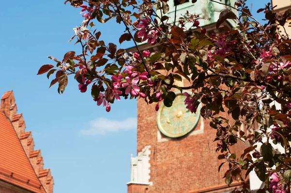 Blooming Tree Background Tower Wawel Castle Krakow — Stock Photo, Image