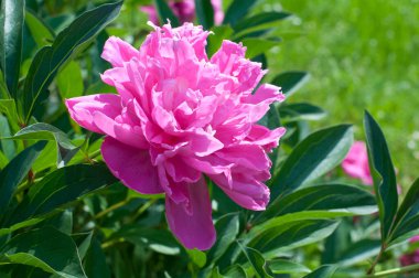 Parkta yeşil çimenlerin üzerinde pembe şakayık.