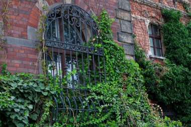 Eski kırmızı tuğla duvar ve kıvırcık sarmaşıklı antik binanın pencereleri