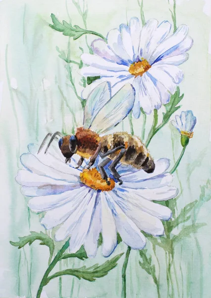 Bee Chamomile Flowers Card Painted Watercolor — Stockfoto