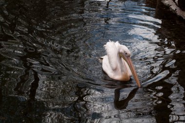Beyaz pelikan gölde yüzüyor.