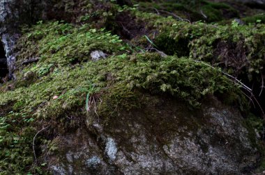 Ormandaki kayalıklarda yosun