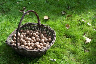 Yeşil çimenli cevizli sepet. Sonbaharda ceviz toplayın.