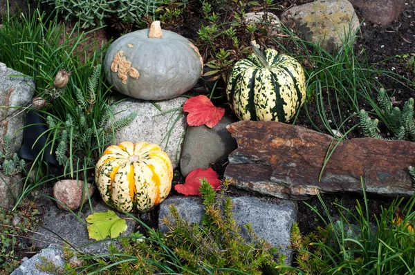 Drie Veelkleurige Pompoenen Bloembed Tuin Herfst Oogst Van Pompoenen — Stockfoto