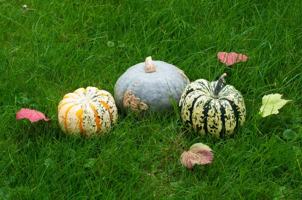 Three Multicolored Pumpkins Autumn Leaves Green Grass Autumn Harvest Pumpkins — Stock Photo, Image