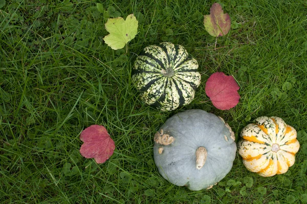 Veelkleurige Pompoenen Herfstbladeren Groen Gras Herfst Oogst Van Pompoenen Bovenaanzicht — Stockfoto