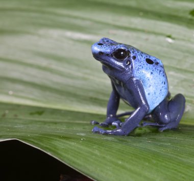 mavi zehirli ok kurbağası
