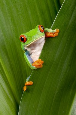 Red eyed tree frog peeping clipart