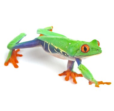 Kırmızı gözlü ağaç kurbağası treefrog treefrog