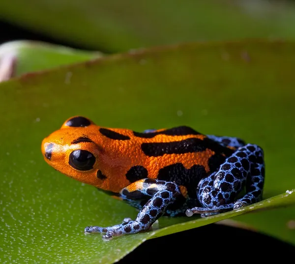 Red striped poison dart frog blue legs — Stock Photo, Image