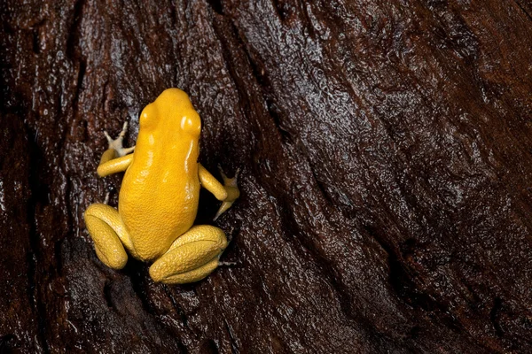 Poison frog — Stock Photo, Image