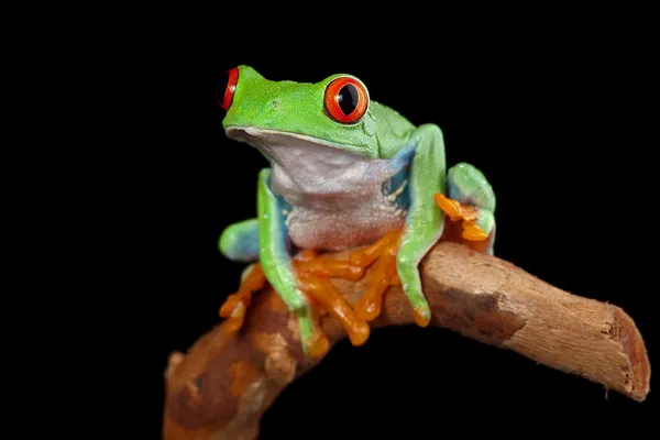Piros szemű levelibéka, a esőerdők Costa Rica kíváncsi aranyos éjszakai állat trópusi egzotikus kétéltű fióktelep — Stock Fotó