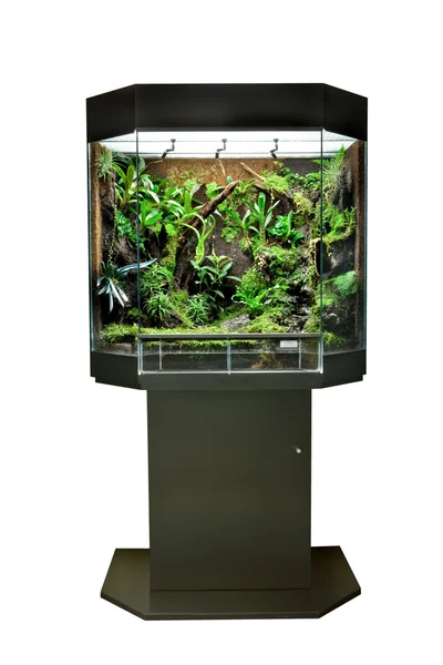 Terrarium tropikal yağmur ormanları evcil hayvanlar için — Stok fotoğraf