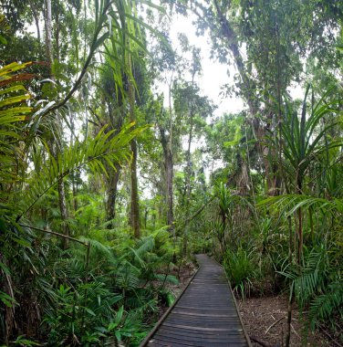 Trail tropical rainforest clipart