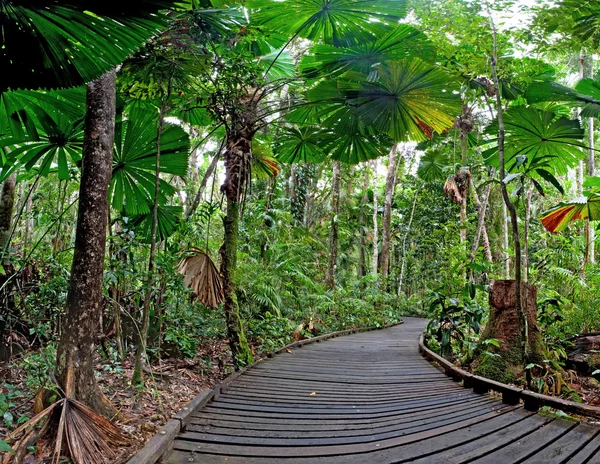 Trail fan palm rain forest — Stock Photo, Image