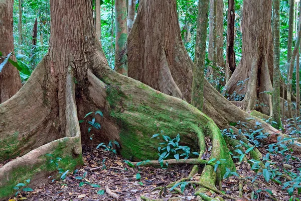 Radici degli alberi foresta pluviale tropicale — Foto Stock