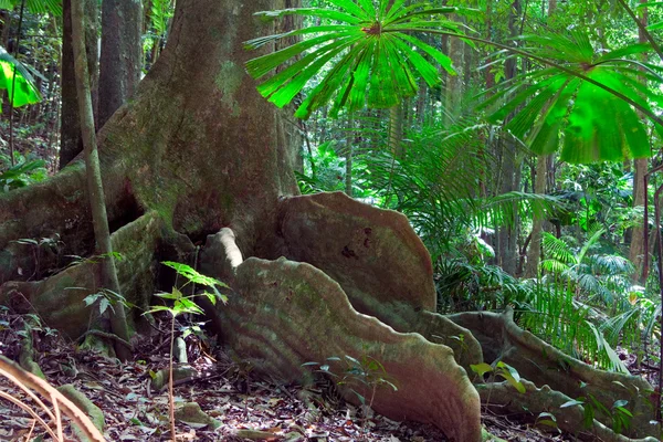 Dettaglio foresta pluviale tropicale — Foto Stock