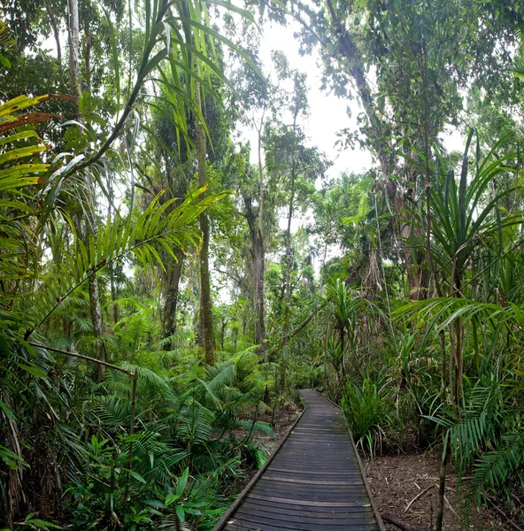 Trail foresta pluviale tropicale — Foto Stock