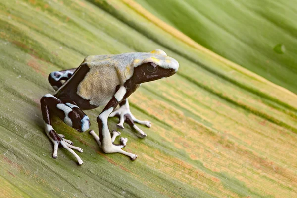 Poison dart frog — Stock Photo, Image