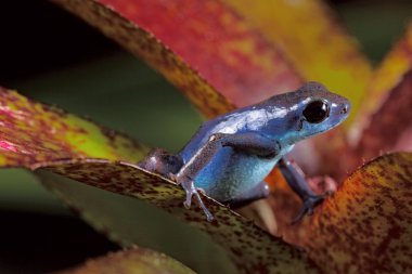 Blue poison frog clipart