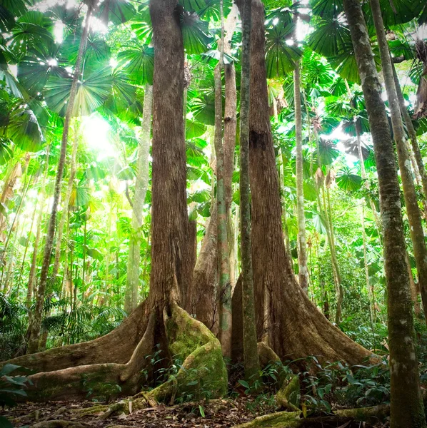 Gigantic trees in fan palm forest — Stock Photo, Image