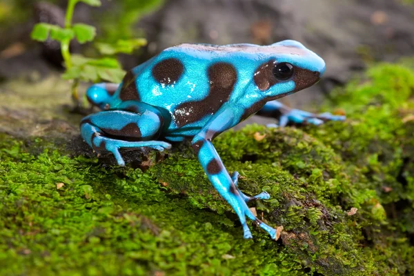 Blue frog — Stock Photo, Image