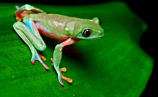 Tropical tree frog — Stock Photo, Image