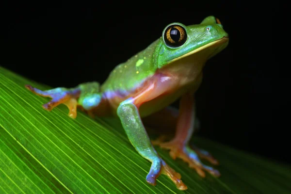 熱帯木のカエル — ストック写真