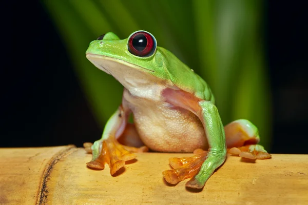 Flying tree frog Agalychnis spurrelli — Stock Photo, Image