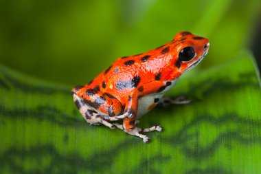 Red poison frog clipart