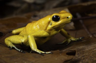 zehirli ok kurbağası