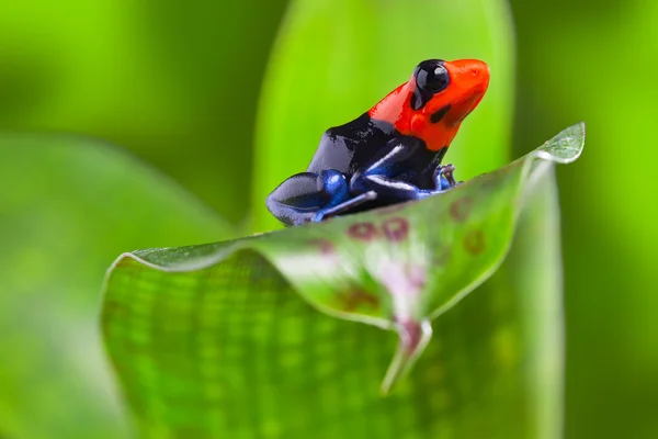 Dart frog — Stock Photo, Image