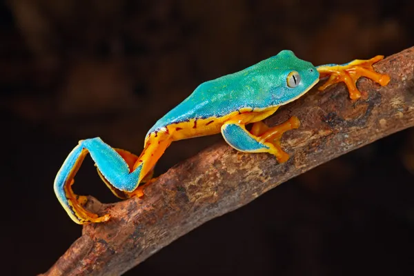 나무 개구리 등반 — 스톡 사진