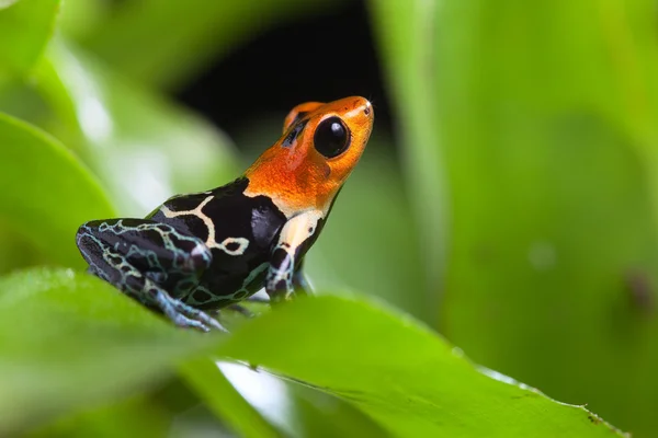 Sapo de dardo veneno fantástico — Fotografia de Stock