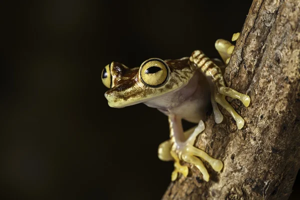 Amazon tree frog — Stock Photo, Image
