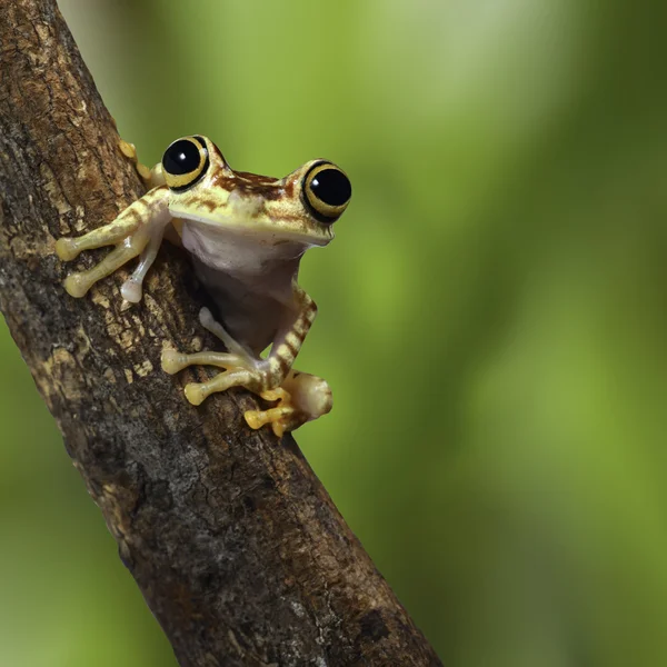 Rã-da-árvore Equador — Fotografia de Stock