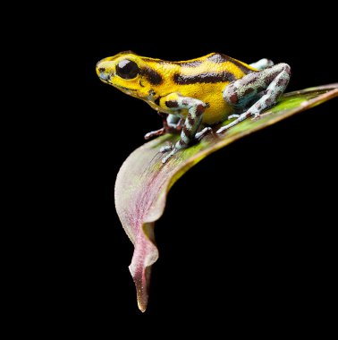Yellow strawberry poison dart frog clipart