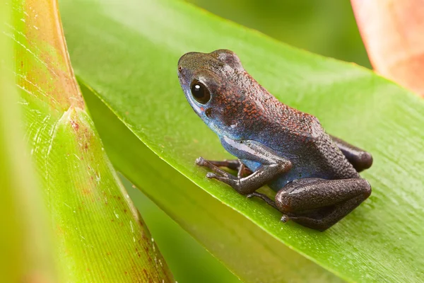 Strawberry poison dart frog — Stock Photo, Image