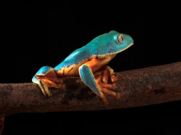 Tree frog climbing