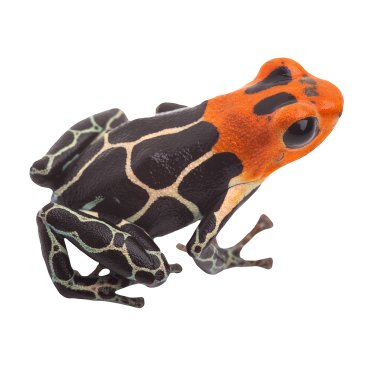 poison arrow frog isolated clipart