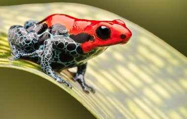 red poison arrow frog clipart