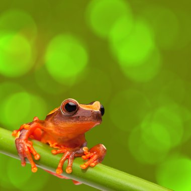 red tree frog clipart