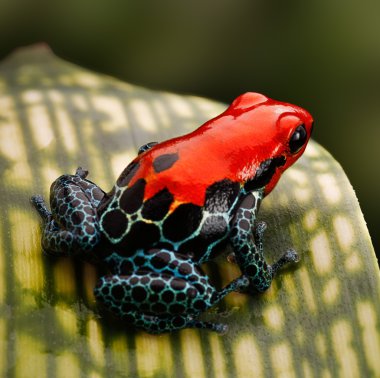 Red poison dart frog clipart