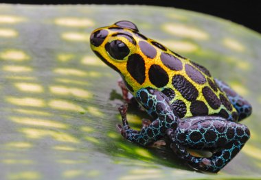 Poison dart frog clipart