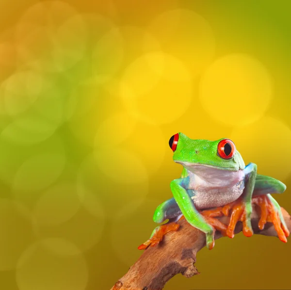 Red eyed tree frog — Stock Photo, Image